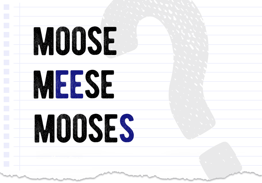 moose or meese or moose? Which form is correct meaning definition correct form difference examples Correctme.org